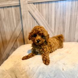 Poppy - Red  female Goldendoodle puppy in Bells, Texas from Partridge Doodles and Poodles