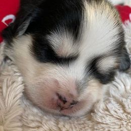 Pomskies from West Coast Pomskies