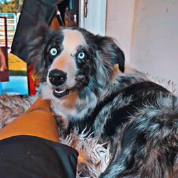 Athena - Blue merle female Australian Shepherd puppy in Four Oaks, North Carolina from RoseWest Farms