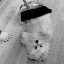 Morkie Puppies from PSD Pups