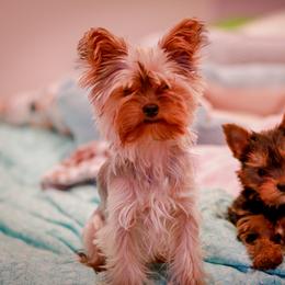 Yorkshire Terrier Puppies from Essence of Grace Yorkies