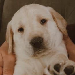 Labrador Retrievers from Willow Creek Labradors