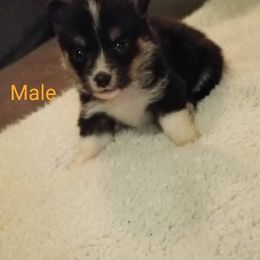 Pembroke Welsh Corgi Puppies from Benischek's P. W. Corgi's