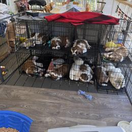 Saint Berdoodle Puppies from Country Manor Saint Berdoodles