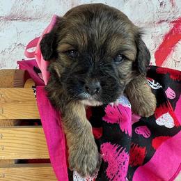 Pink Collar - female Cavapoochon puppy in Waterford, California from Windy Hill Doodles