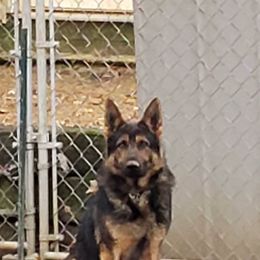 Ares - Sable male German Shepherd puppy in Murray, Kentucky from Froschwald German Shepherds and Xanadu Teddy Roosevelt Terriers