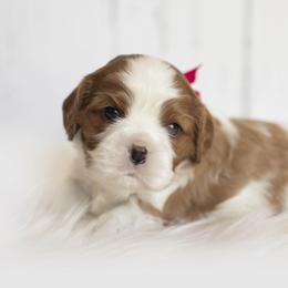 Brittany and Cavalier King Charles Spaniel Puppies from Katy Cavaliers & Barefoot Days Brittanys