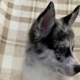 Girl 2 - Merle Pomsky puppy in Dingmans Ferry, Pennsylvania from Azura Pomskies