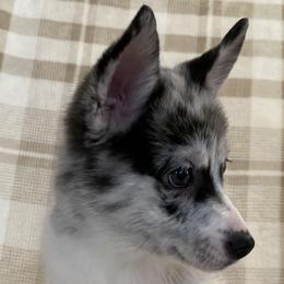 Girl 2 - Merle Pomsky puppy in Dingmans Ferry, Pennsylvania from Azura Pomskies