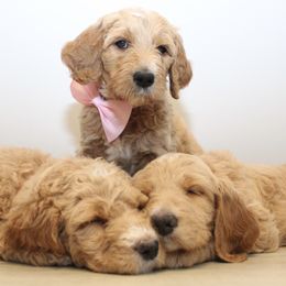 Goldendoodle Puppies from Doodles Pups of NY