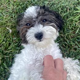 Sugar - Black & white female Maltipoo puppy in Bentonville, Arkansas from Bellamy Maltipoos