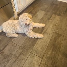 Lagotto Romagnolo Puppies from Lagotto Illinois