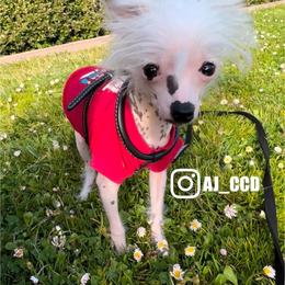 Chinese Crested Puppies from Lucky Star Chinese Crested Dog