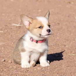 Pembroke Welsh Corgi Puppies from Country Corgis