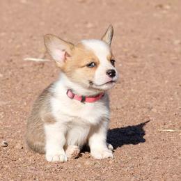 Pembroke Welsh Corgi Puppies from Country Corgis