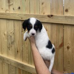 English Setter Puppies from Monkota Setters