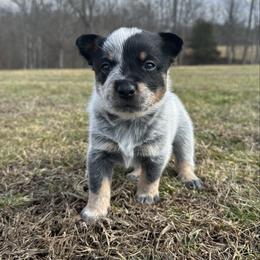 Boomer - Blue male Australian Cattle Dog puppy in Olive Hill, Kentucky from Tompkins Farm
