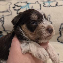 Bramble - Parti male Miniature Schnauzer puppy in Graham, Washington from Olivia's Miniature Schnauzer's