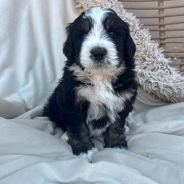 Buddy Holly - Tri-color male Bernedoodle puppy in New River, Arizona from Sonoran Standard Doodles