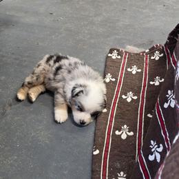 Theo - Blue merle male Australian Shepherd puppy in Leonard, Texas from Tin Roof Aussies