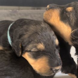 Girl 4 - Airedale Terrier puppy from DogwoodDales Airedale Terriers