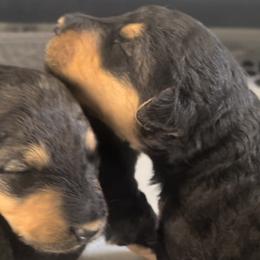 Girl 4 - Airedale Terrier puppy from DogwoodDales Airedale Terriers