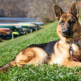 German Shepherds from Dark Star Shepherds