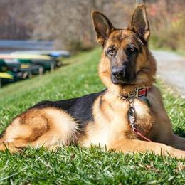 German Shepherds from Dark Star Shepherds