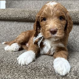 Silver Pup - Female - Apricot female Goldendoodle puppy in Dacula, Georgia from Lakeside Pups