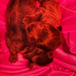 Fiyero - Blue male German Shepherd puppy in Los Lunas, New Mexico from Mali's German Shepherds