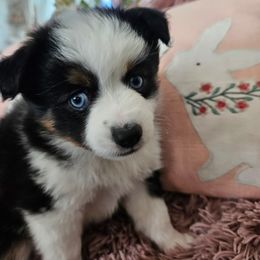 Miniature Australian Shepherd Puppies from Jay Baker