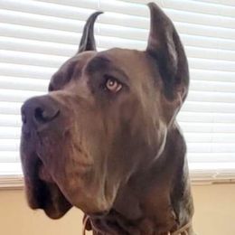 Diablo - Great Dane