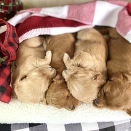 Goldendoodle Puppies from Doodle Love ❤️