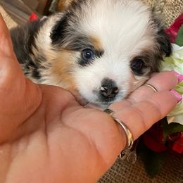 Miniature American Shepherds from Richard Bray