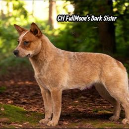 Visenya - Australian Cattle Dog