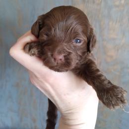 Cockapoo Puppies from Ouachita River Cockspoos