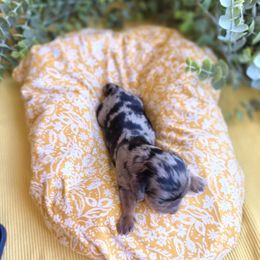 Raylin - Dapple female Dachshund puppy in California from Ranch Hand Weenies