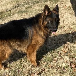 German Shepherds from German Shepherds of Shawnee