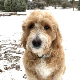 Maggie - Goldendoodle