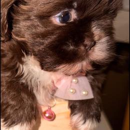 Puppy - Chocolate female Shih Tzu puppy in Azusa, California from RJ Shih Tzu lover