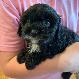 Nina F1 - Black and white female Cavapoo puppy in Garland, Kansas from 3W Ranch