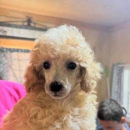 Corbin - Parti male Poodle puppy in Florence County, South Carolina from Modern Family Standards