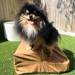 Waffles - Pomeranian