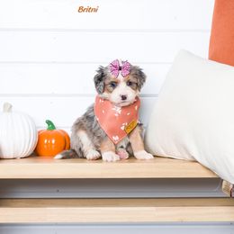 Bernedoodle Puppies from Pawsh Bernedoodles