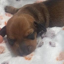 Toffee - Red male Dachshund puppy in Clinton, Tennessee from 4-LOVES Dachshunds