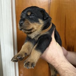 Boy 2 - Black and mahogany male Rottweiler puppy in Lima, Ohio from Vom Hause Bishop