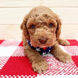 Tupac - Caramel male Australian Labradoodle puppy in Harrisonville, Missouri from Blessed Day Doodles
