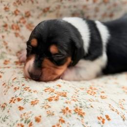 Dachshund Puppies from Drift & Dash Dachshunds