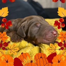 Girl 3 - Red and rust female Doberman Pinscher puppy in Neshkoro, Wisconsin from Sky’s Dobermans