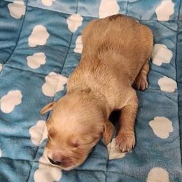 Girl 2 - female Golden Retriever puppy in Saginaw, Michigan from Precious Kennel Retrievers